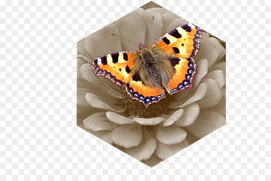 Farfalla monarca Pennello zampe farfalle Tigre asclepiade farfalle - farfalla