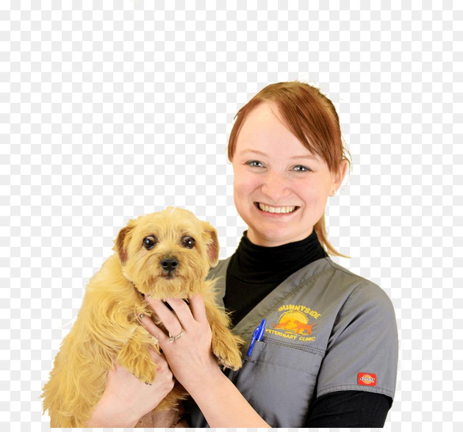 Cane di razza Norfolk Terrier Cucciolo Veterinario Paraveterinary lavoratore - cucciolo