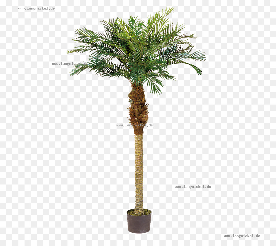 Fotografia Stock Royalty free di Green Asiatici palmyra palm - albero