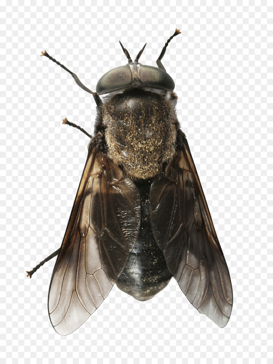 Fliegen Pferde Biene, Insekt - Frage tag