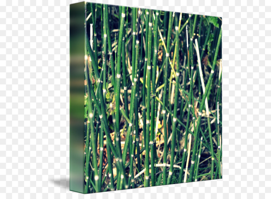 Sweet Grass Ackerschachtelhalm Gräser Bambus Pflanze Stiel - Bambus