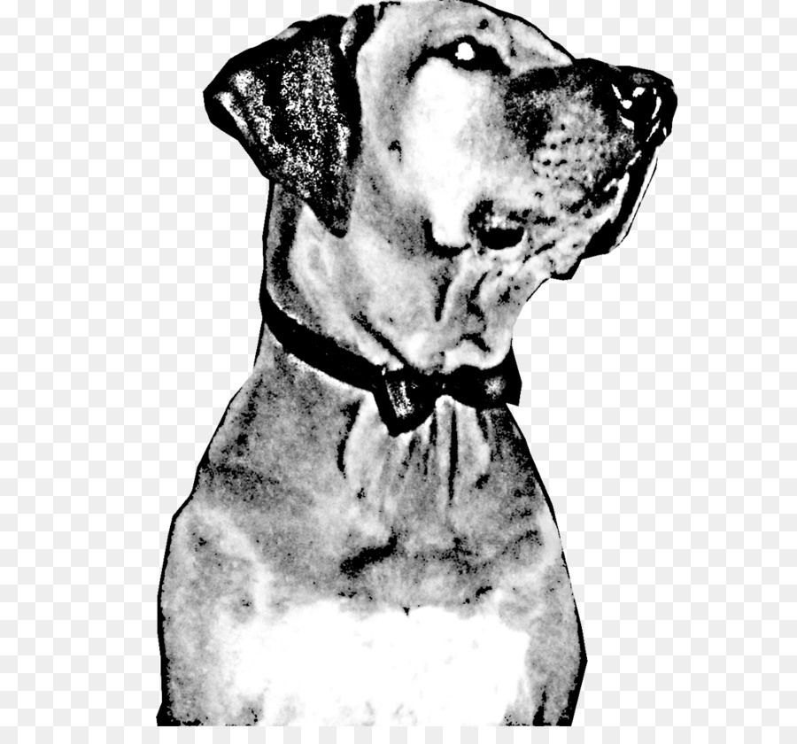 Great Dane Dalmata, cane, Cane di razza Mascella Muso - cane che cammina
