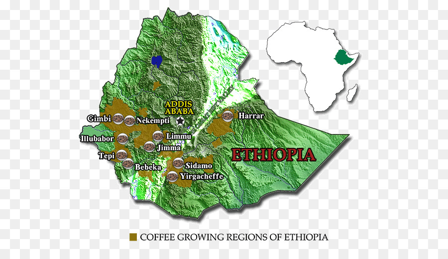 Caffè Arabica Regioni dell'Etiopia Birr cucina - caffè