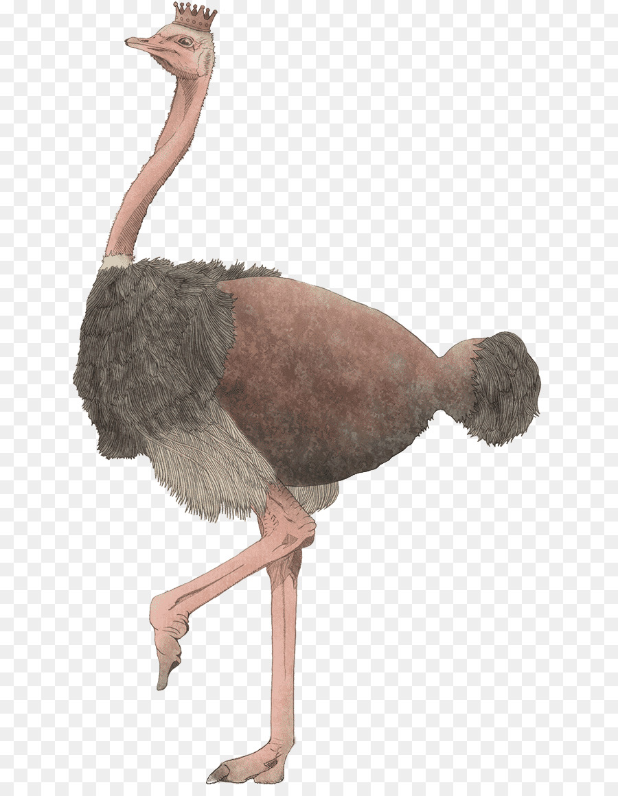 Common ostrich Karriere-portfolio Vogel - Drachen Fisch