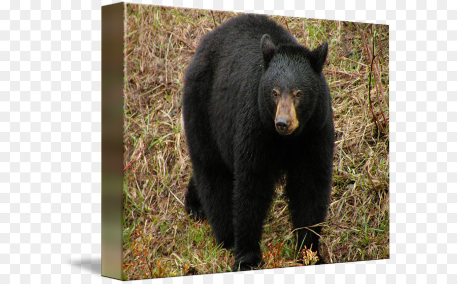 American black bear-Grizzly-Bär Fauna Tierwelt - tragen