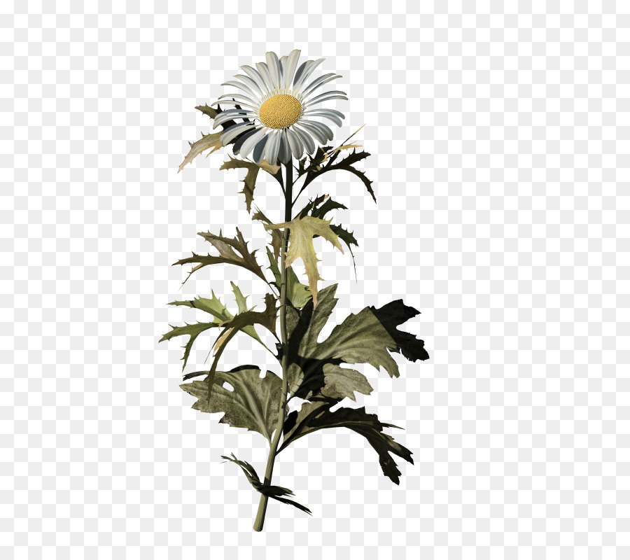 Margerite daisy Gemeinsame daisy Daisy Familie Chrysantheme Blume - Chrysantheme