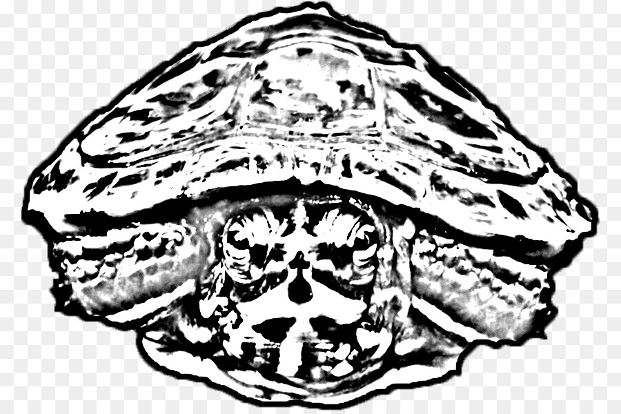 Schildkröte Schildkröte Schädel Kopfbedeckung Kiefer - Schildkröte