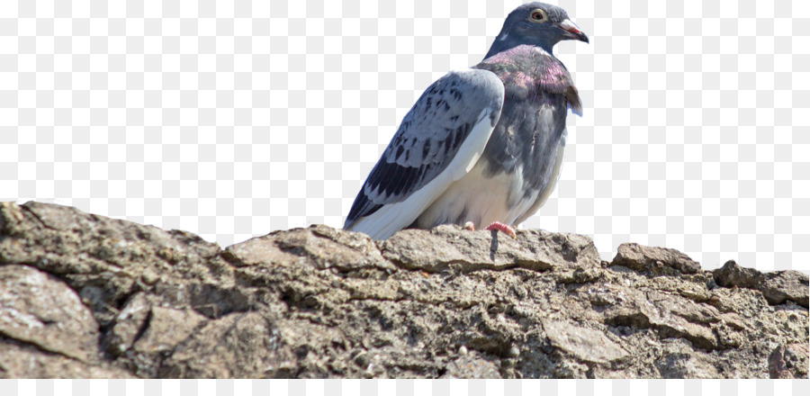 Rock chim bồ câu thuộc họ Chim Gỗ thông Thường Pigeon Mỏ - con chim