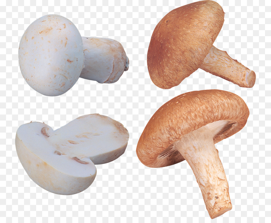 Comune di fungo, Fungo Commestibile, fungo - funghi