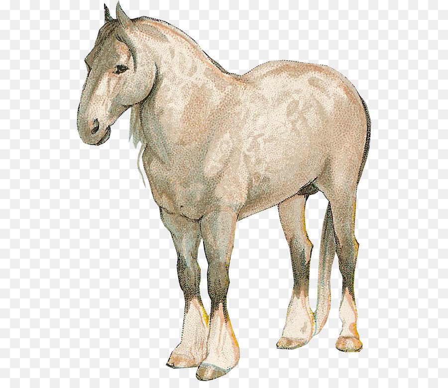 Mustang Ngựa Con Ngựa Mare Colt - mustang