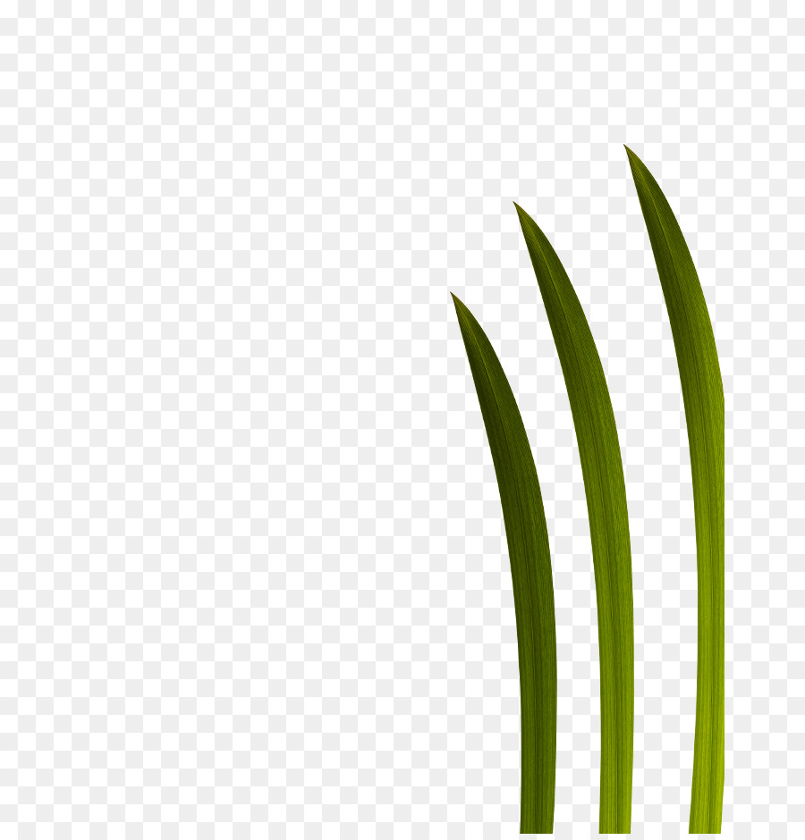 Blatt, Gräsern, Grün, Pflanze, Stamm Schriftart - Blatt