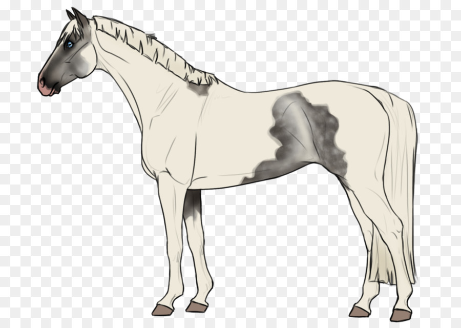 Mane Puledro Cavallo Pony Stallone - cavallo