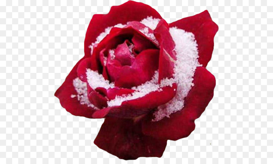 Ecco, Come una Rosa E er Fioritura Invernale Sfondo per il Desktop del Fiore - rosa