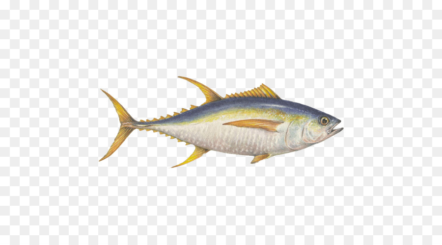 Sardine Makrele, Seafood Watch Fisch Nachhaltigen Fisch - Fisch