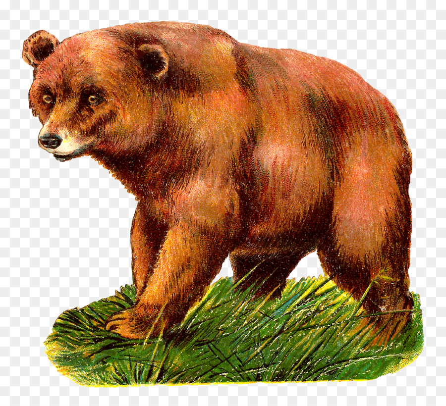 Grizzly bear Alaska Halbinsel brown bear clipart - tragen