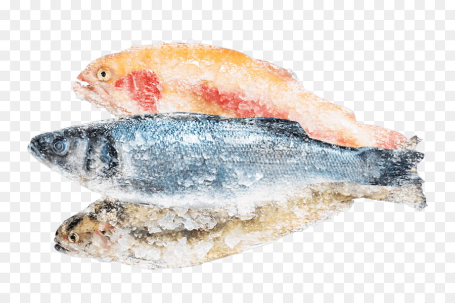 Sardina prodotti a base di Pesce Pacifico pesce di pesce azzurro - pesce