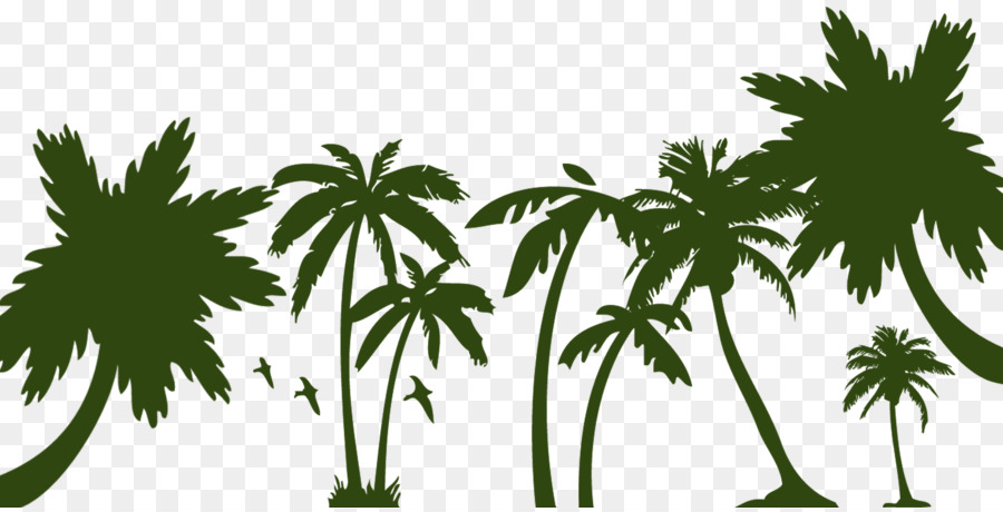 Arecaceae Sago palm tree - albero