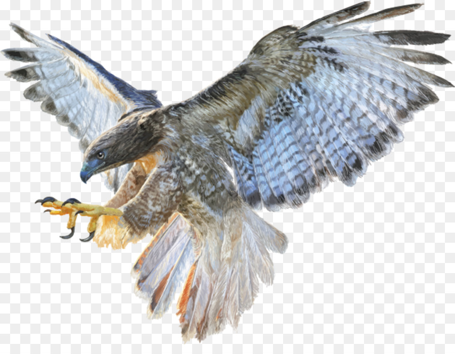 Falcon Aquila Calva fotografia di Stock, Disegno - falco