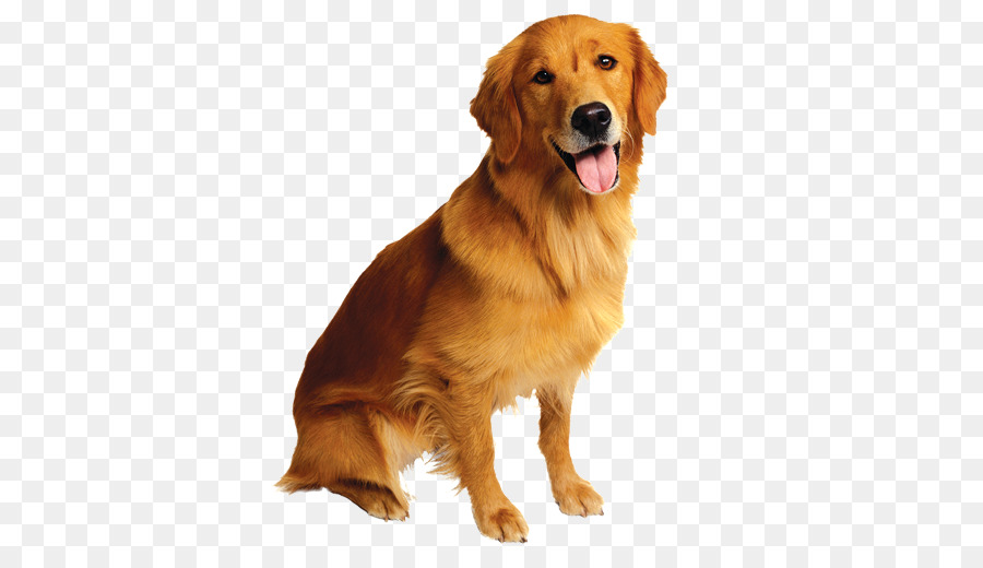 Golden Retriever Pet la macchina fotografica di Backup Gatto - cane disegnare