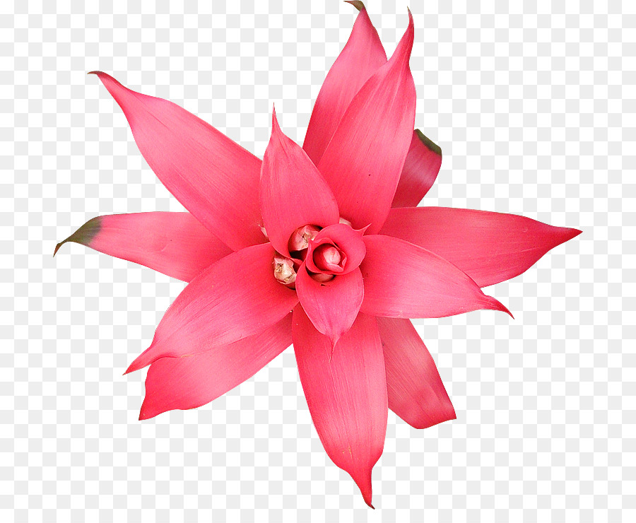 Blütenblatt Blüte, pflanze, Schnittblumen, Pink M - 300 dpi
