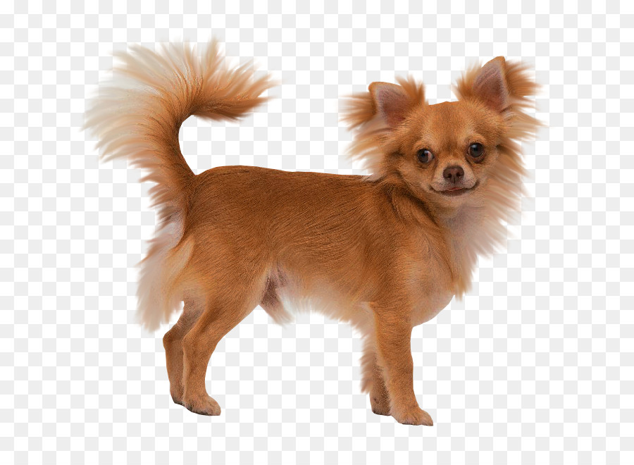A pelo lungo Chihuahua Cucciolo di Yorkshire Terrier Toy Fox Terrier - cucciolo