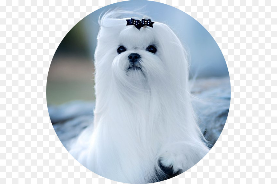 Maltese cane Havanese cane Bolonka Bolognese Cucciolo di cane - cucciolo