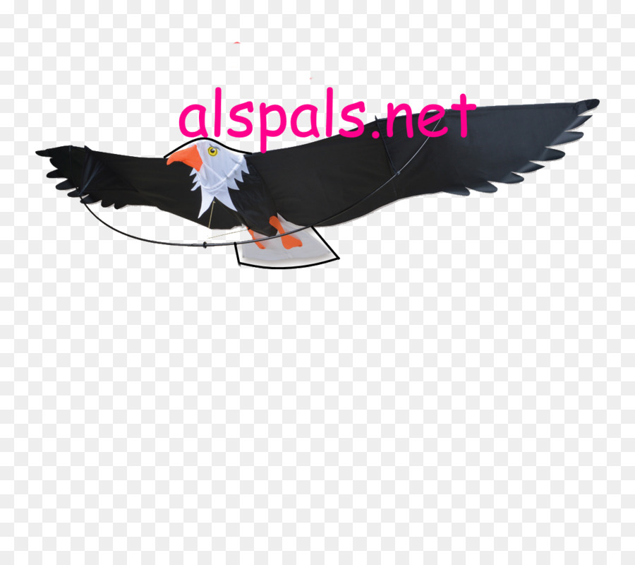 Aquila Uccello Kite Becco Piume - aquila
