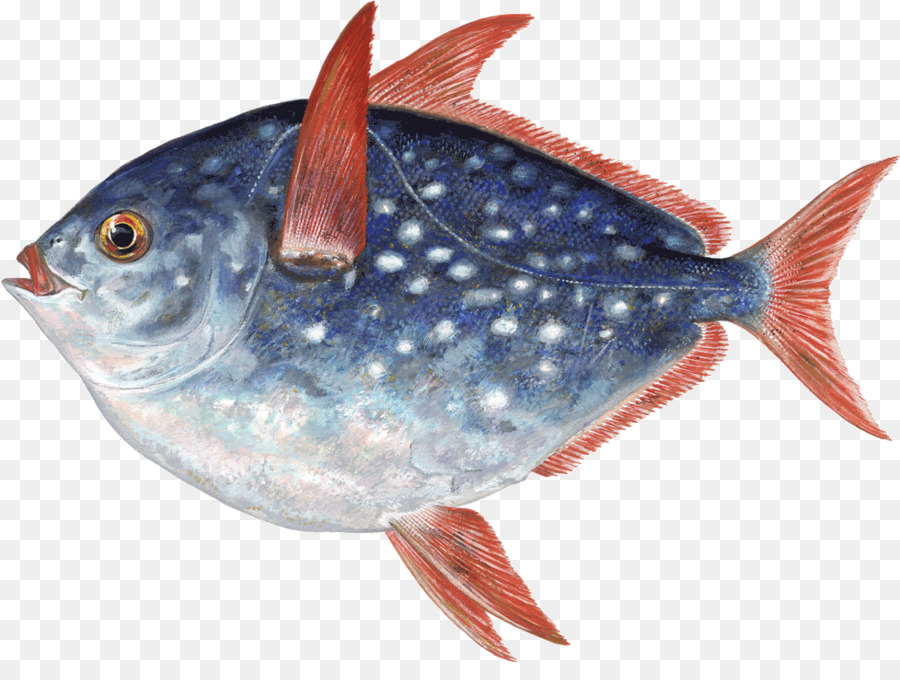 Thunnus Cá sản sinh vật học Biển Dầu cá Sardine - cá