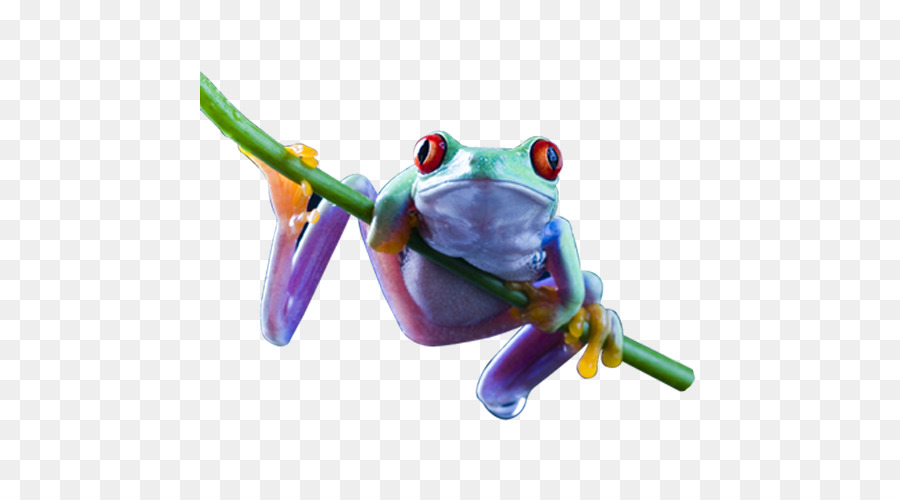 Red-eyed tree frog Amphibien Desktop Wallpaper - Frosch
