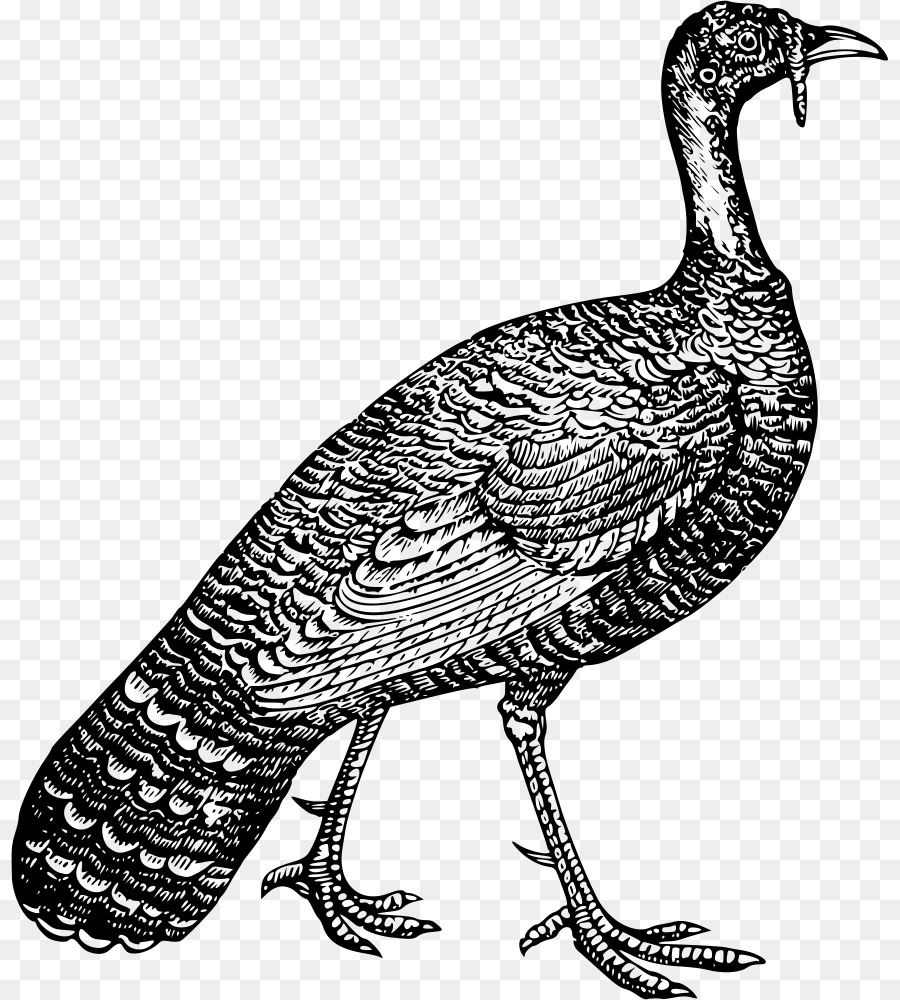 Die Türkei Plymouth-Rock-Huhn Geflügel-Farmen Galliformes - firkin