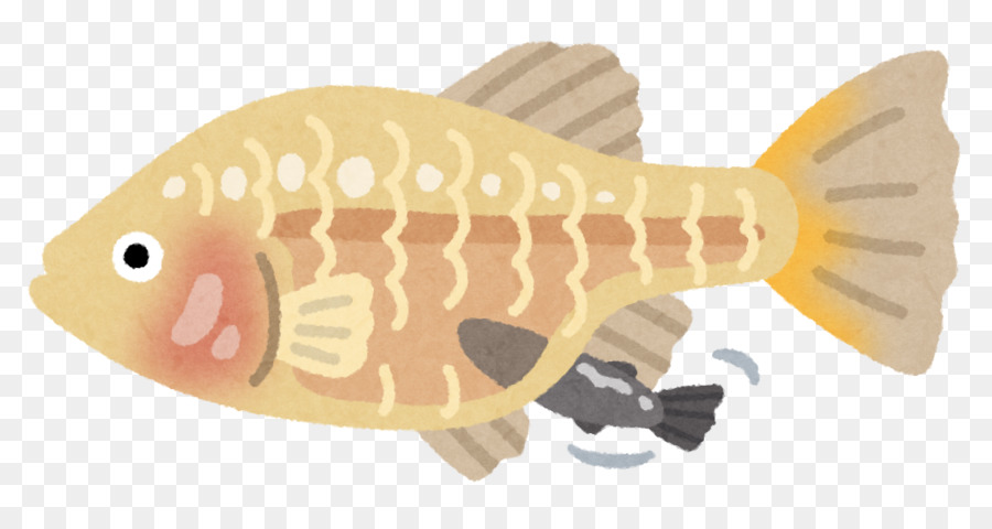Fauna Tier Fisch - Karpfen Fisch