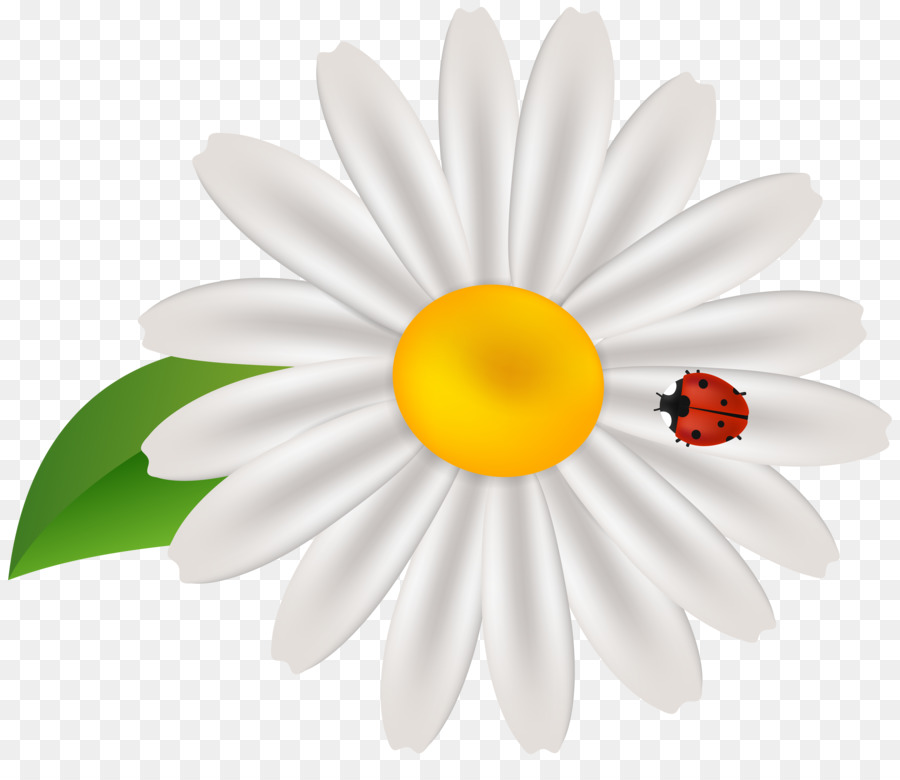 Gemeinsame daisy Clip art - Frühjahr new
