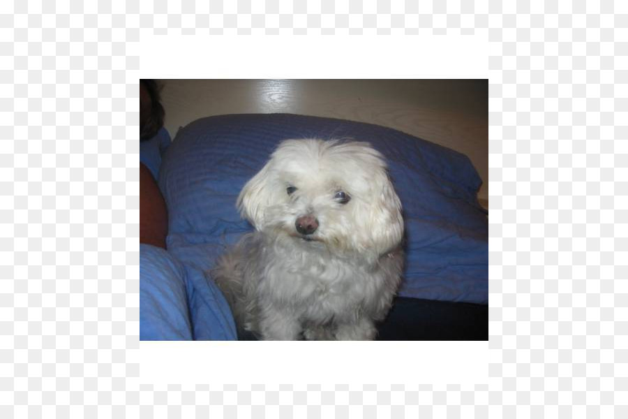 Maltese cane Bolognese cane Havanese cane Coton de Tulear Bichon Frise - cucciolo