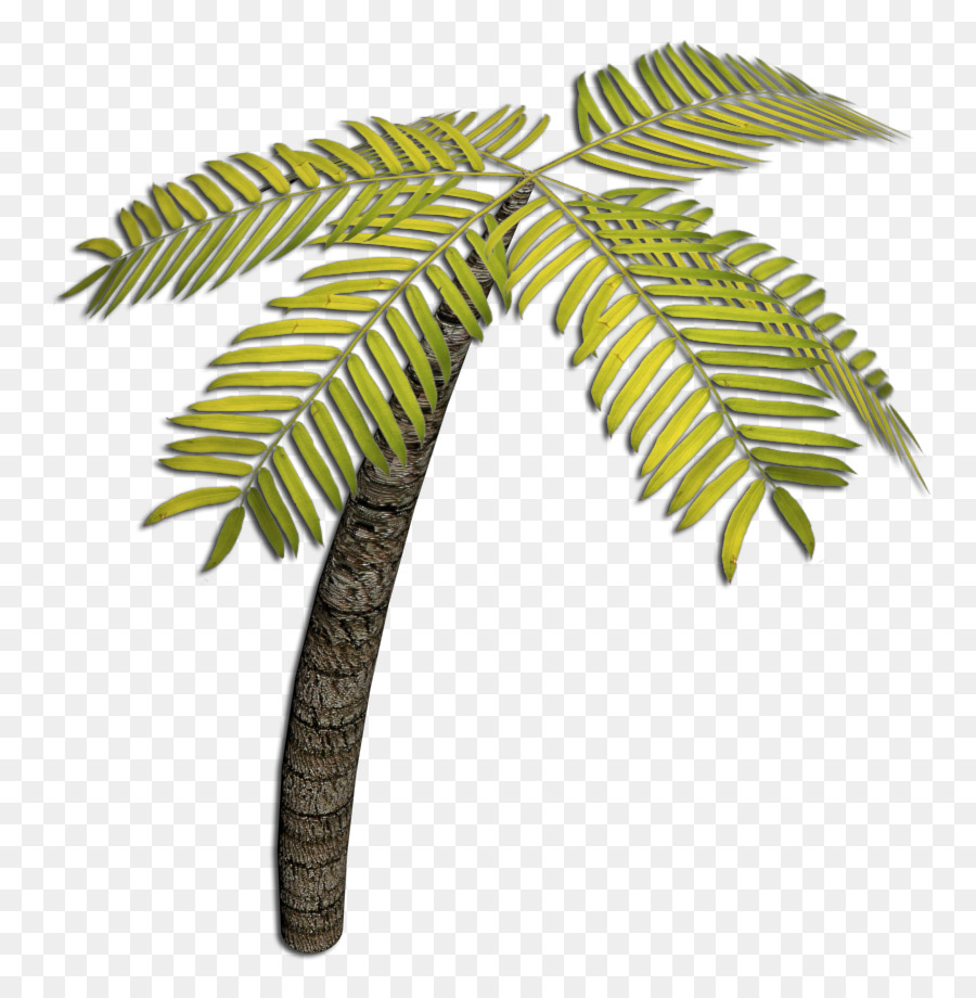 Kokosnuss, Blumentopf, Blatt, Pflanze, Stamm - Kokos