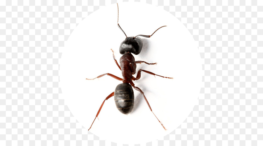 Carpenter ant, Insekt JAPCO Pest Control Ltd - Insekt
