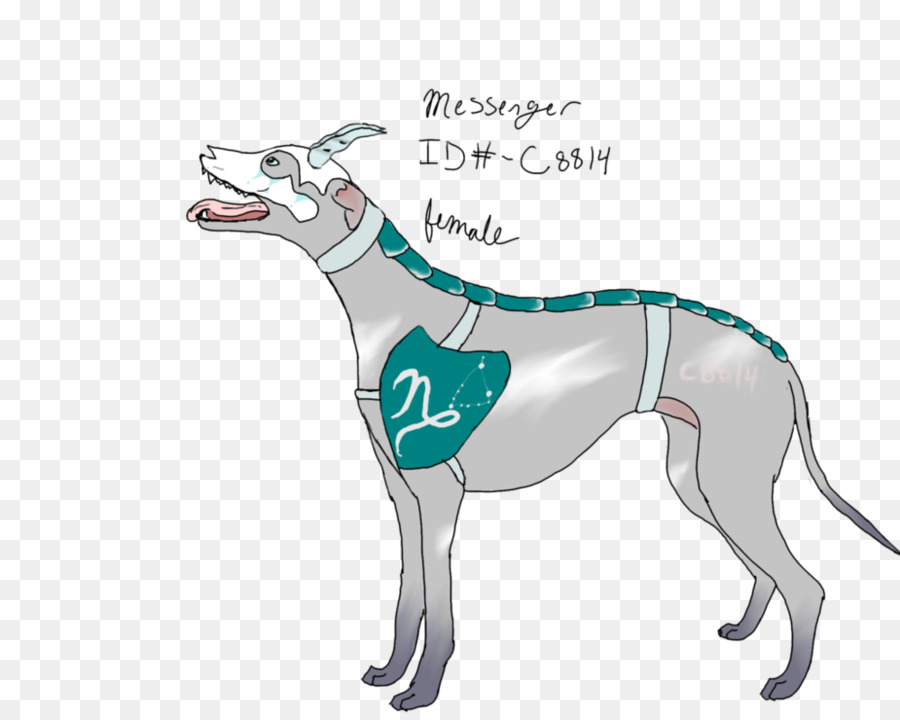 Whippet italienisches Windspiel Spanische greyhound Sloughi - Vanity URL