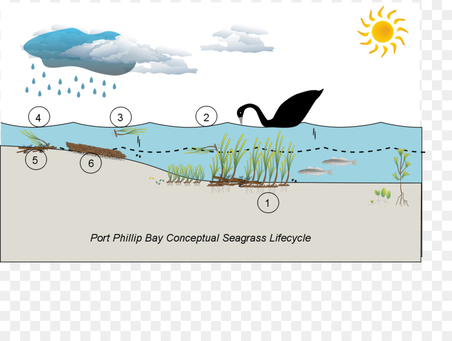 Marine ökosystem Wasser von Port Phillip Seegras - Wasser