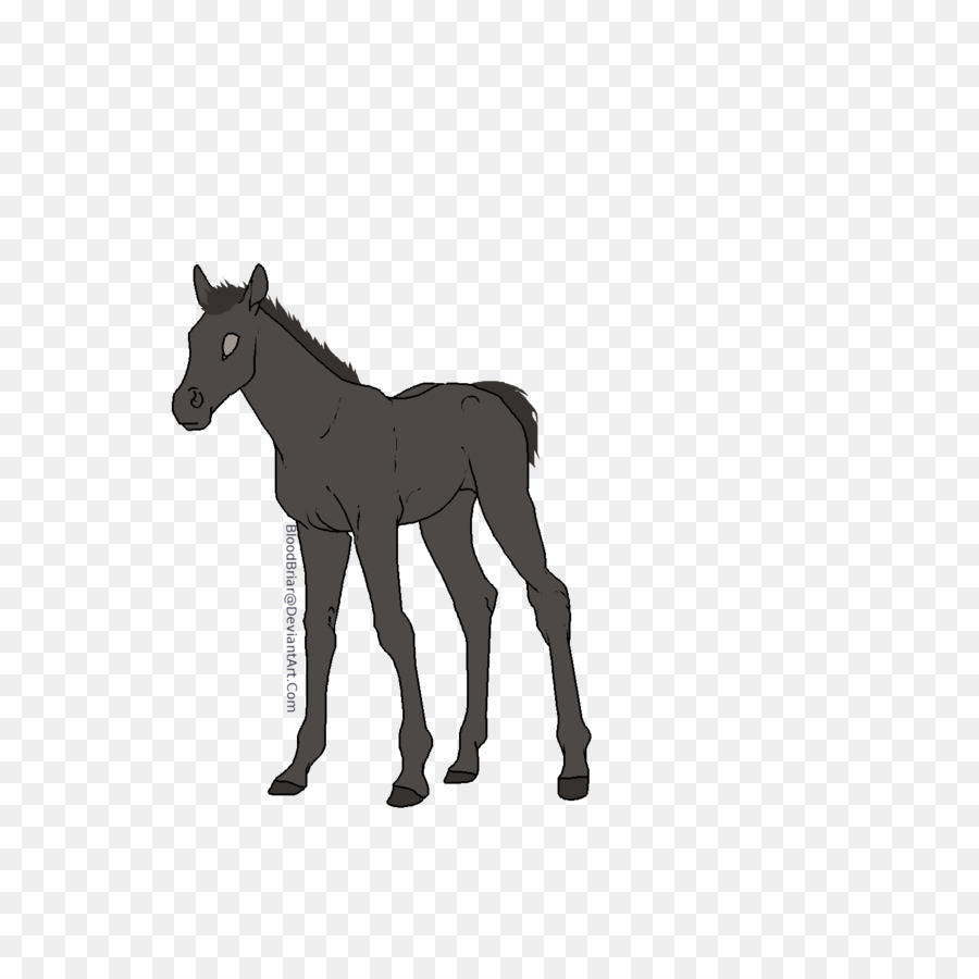 Maultier Fohlen Hengst Fohlen Pony - Mustang