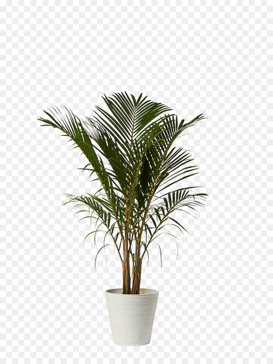 Babassu Hyophorbe lagenicaulis pianta d'appartamento albero del Drago Genere - amore verde
