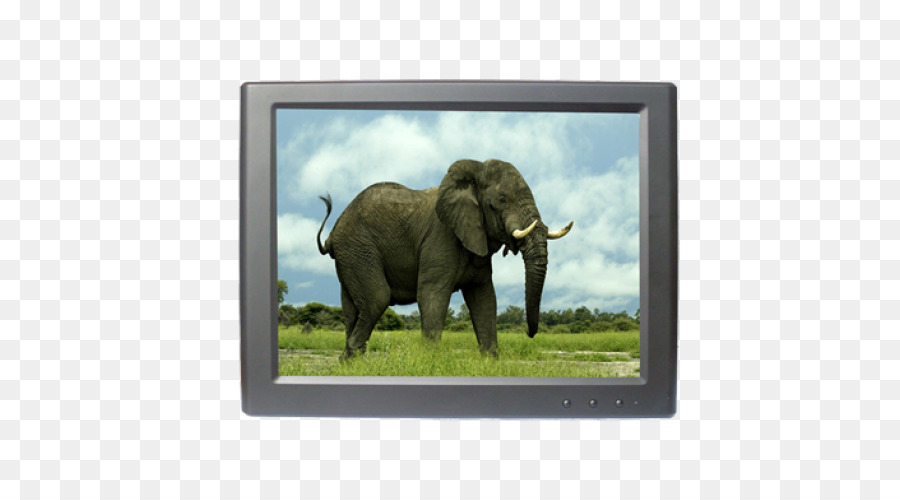 Elephantidae bufalo Africano Animale, elefante Africano Insegnante - DisplayLink