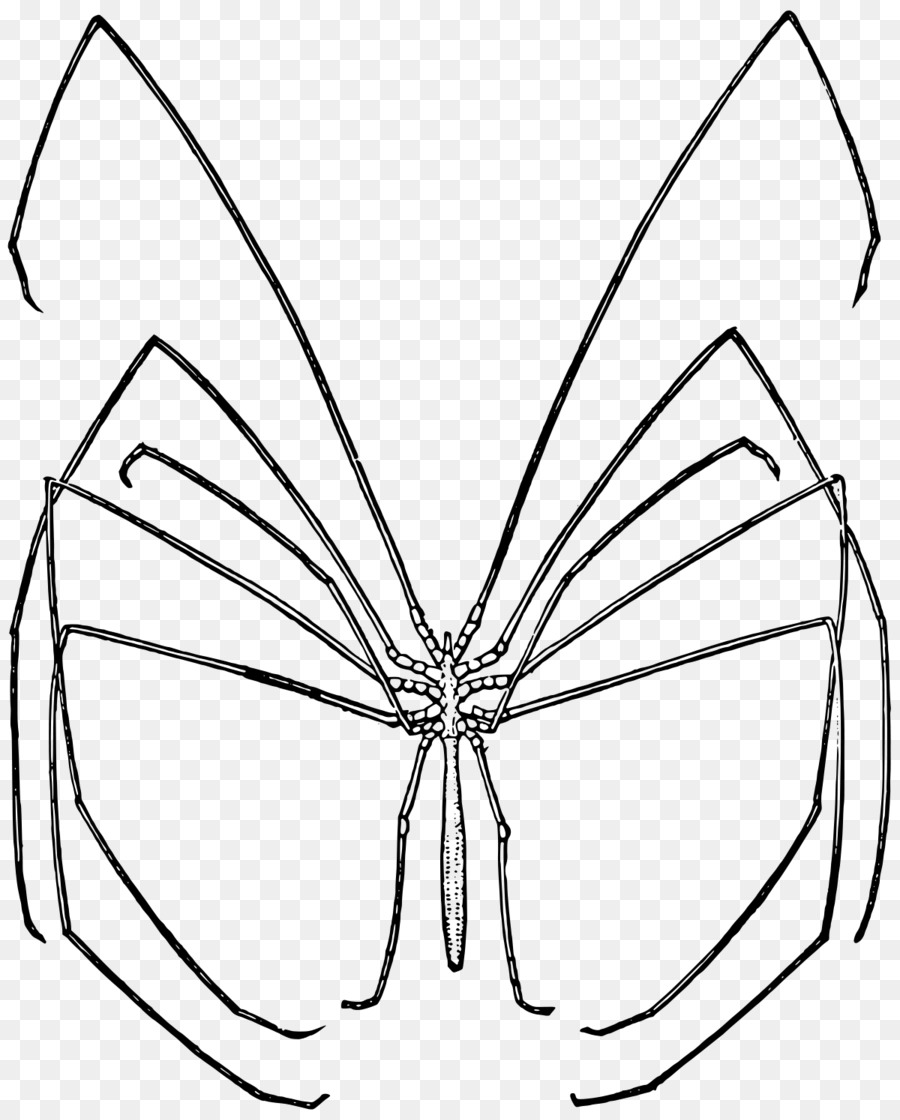 Spider Colossendeis Colossendeidae Arthropoden Clip art - Spinne