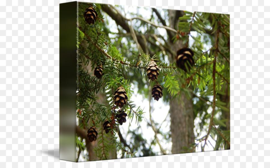 Larice Pino Sempreverde Ramificazione - la foresta di decorazione