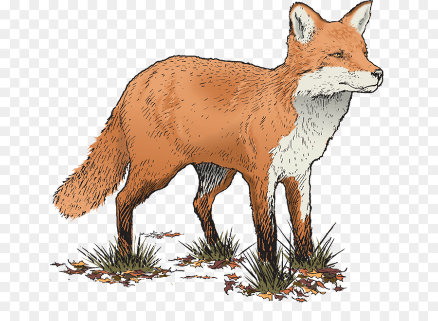 Red fox Begrüßung & Hinweis-Karten Fell - Fuchs