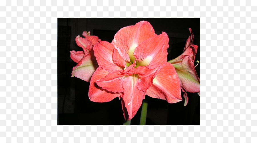 Cây cung Jersey lily, Lily của người Inca Cắt hoa Belladonna - Hymenocallis