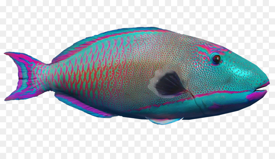 Marine biology Marine mammal Korallenriff-Fische Fin - Fisch