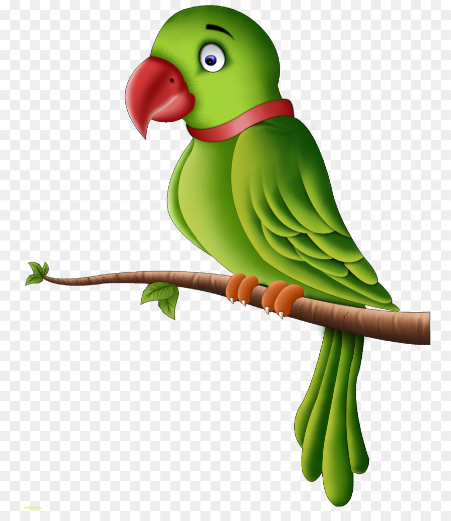 Parrot Pappagallino Ondulato Vertebrati Sfondo Del Desktop - pappagallo