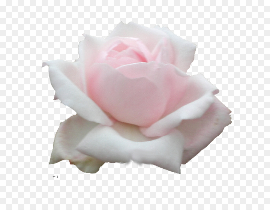 Le rose da giardino di Cavolo rosa Floribunda fiori recisi Petalo - stile pastorale