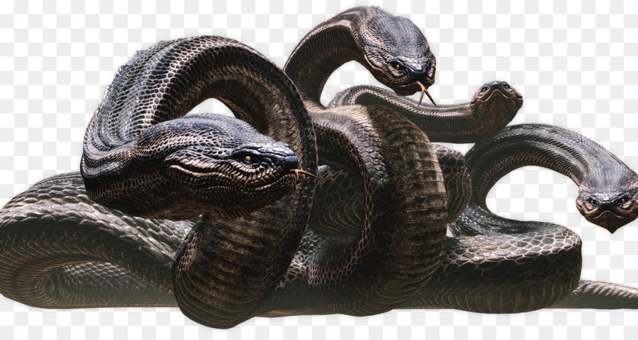 Rattlesnake dragon's Dogma: Dark Arisen Echidna - serpente