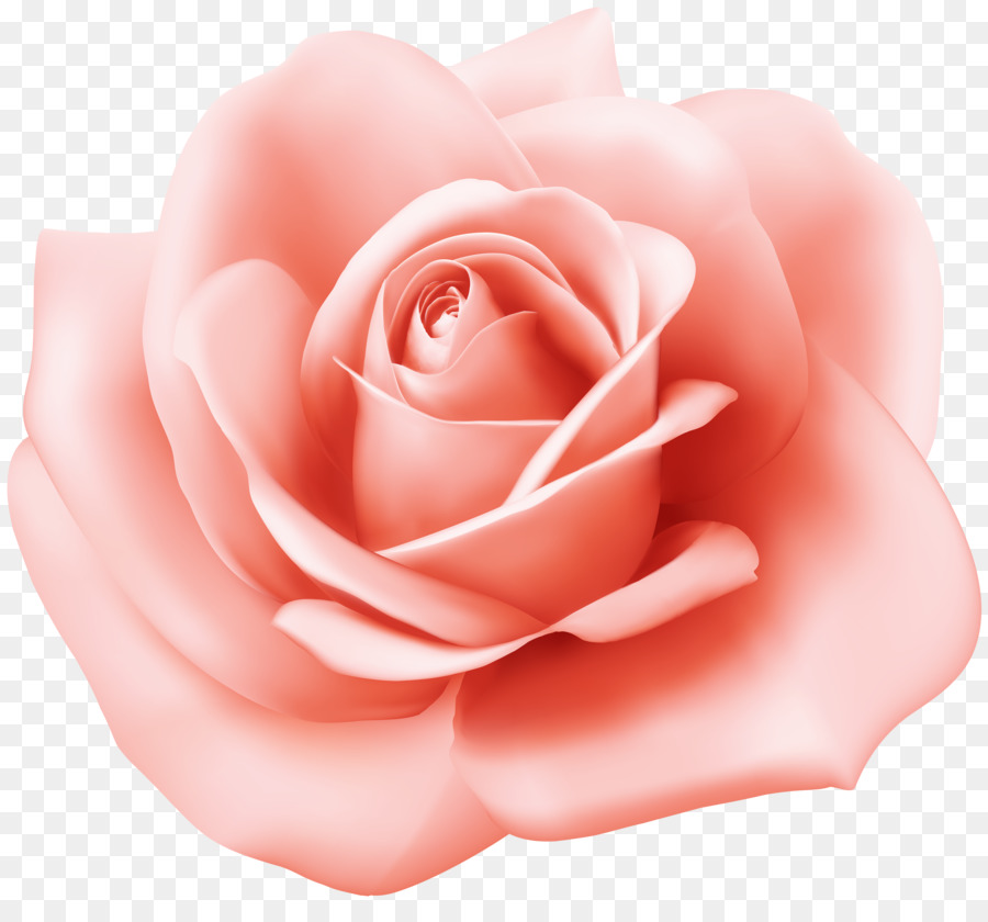 Le rose da giardino Cina è aumentato di Cavolo rosa Floribunda Spiaggia rosa - rose gratis immagine