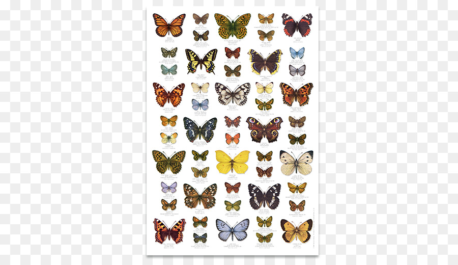 Schmetterling, Vereinigtes Königreich, Insekt Poster - Schmetterling